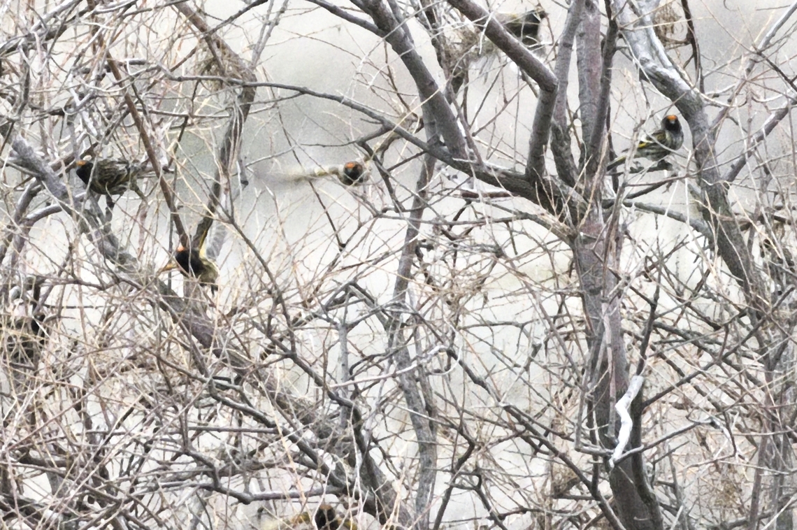 Red-fronted Serin flock flying in Azerbaijan,Geotagged,Red-fronted serin,Serinus pusillus,Winter