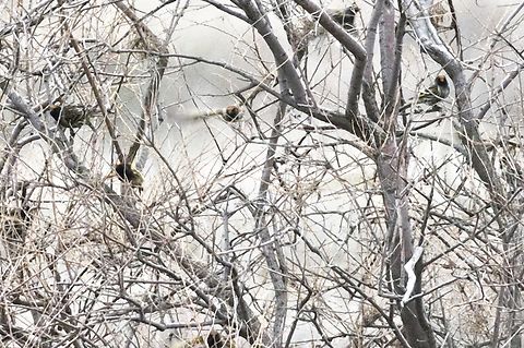 Red-fronted Serin flock flying in Azerbaijan,Geotagged,Red-fronted serin,Serinus pusillus,Winter