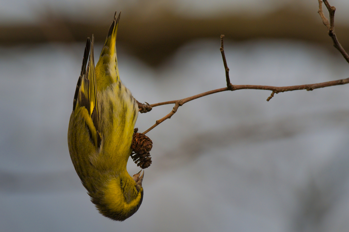eurasian siskin seems to be quite common feeding position Azerbaijan,Eurasian siskin,Geotagged,Spinus spinus,Winter