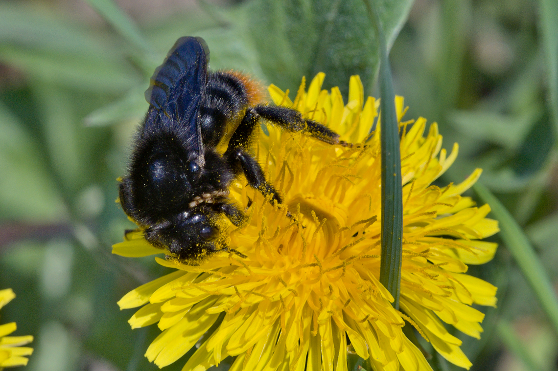 Bombus lapidarius (Red-tailed bumblebee)  Bombus lapidarius,Geotagged,Germany,Red-tailed bumblebee,Spring