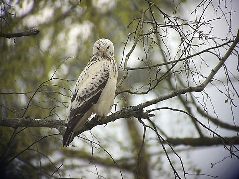 Common buzzard, white morphe  Buteo buteo,Common buzzard,Geotagged,Germany,Spring