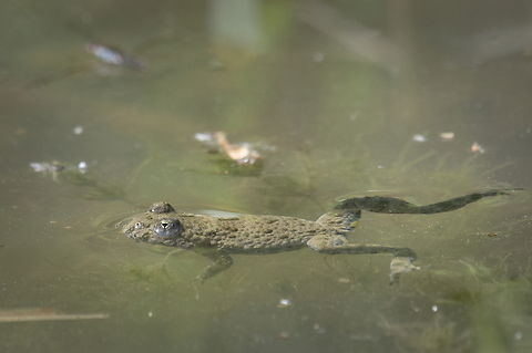 Yellow-bellied Toad Bombina variegata Bombina variegata heart-shaped eyes Bombina variegata,Geotagged,Germany,Spring,Yellow-bellied toad