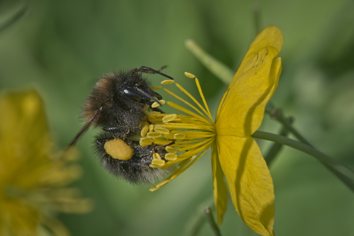Bombus hypnorum that one with the white tailed body Bombus hypnorum,Geotagged,Germany,Spring,Tree bumblebee