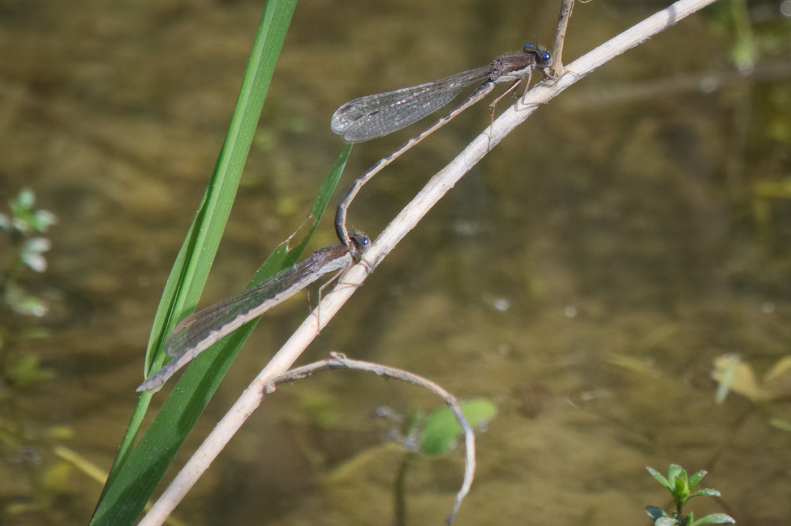 Common Winter Damselfly Sympecma fusca couple Common Winter Damselfly,Geotagged,Germany,Spring,Sympecma fusca