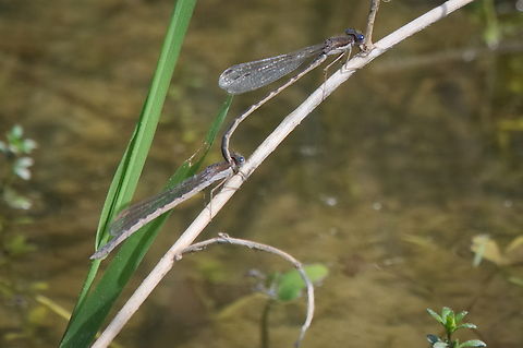 Common Winter Damselfly Sympecma fusca couple Common Winter Damselfly,Geotagged,Germany,Spring,Sympecma fusca