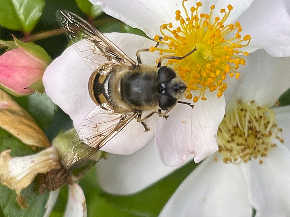 Eristalis tenax in a garden on flowers Common Drone Fly,Eristalis tenax,Geotagged,Germany