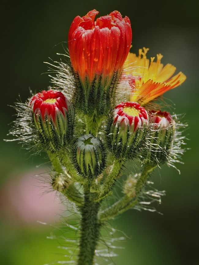 Pilosella aurantiaca nice one in the garden, abused for testing the new OM-1 system camera &amp; its High-Res-Mode :) Geotagged,Germany,Orange hawkweed,Pilosella aurantiaca,Spring