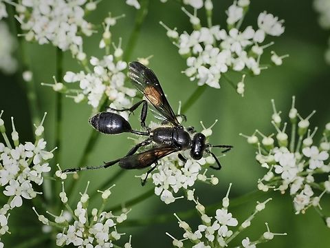 Isodontia mexicana Stahlblauer Grillenjäger in a garden Geotagged,Germany,Grass-carrying Wasp,Isodontia mexicana,Spring