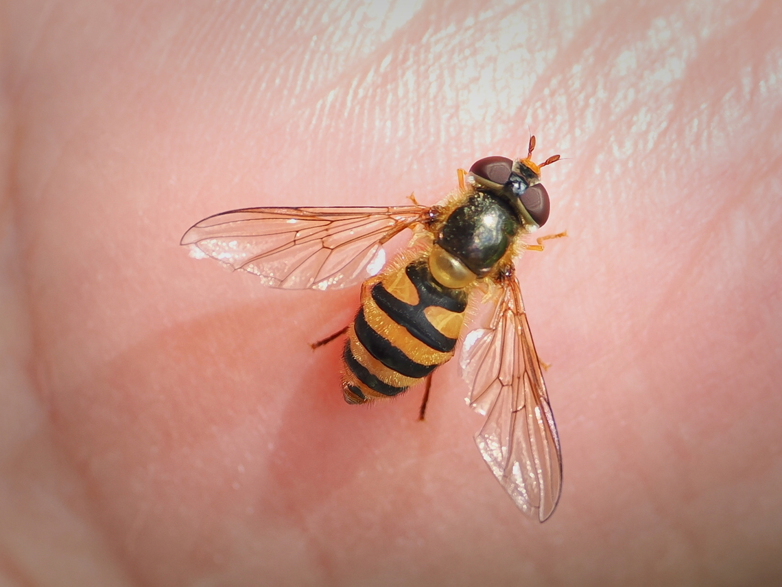 Syrphus ribesii on human hand Common Flower Fly,Geotagged,Germany,Spring,Syrphus ribesii