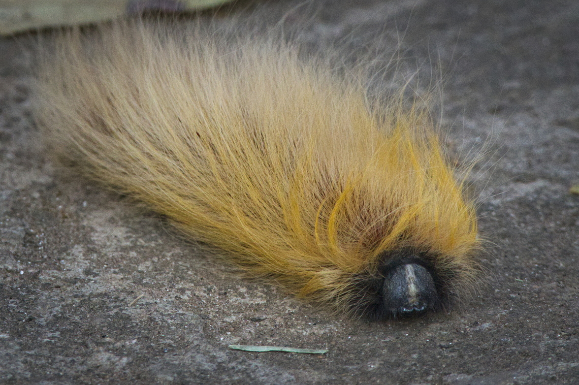 Unknown caterpillar in Angola seen in our Lodge near Kumbira Forest. Any ideas?<br />
 Angola,Caterpillar,Geotagged,Winter