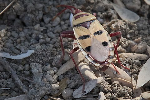 Probergrothius angolensis seen in Angola ;) Angola,Geotagged,Probergrothius angolensis,Welwitschia bug,Winter
