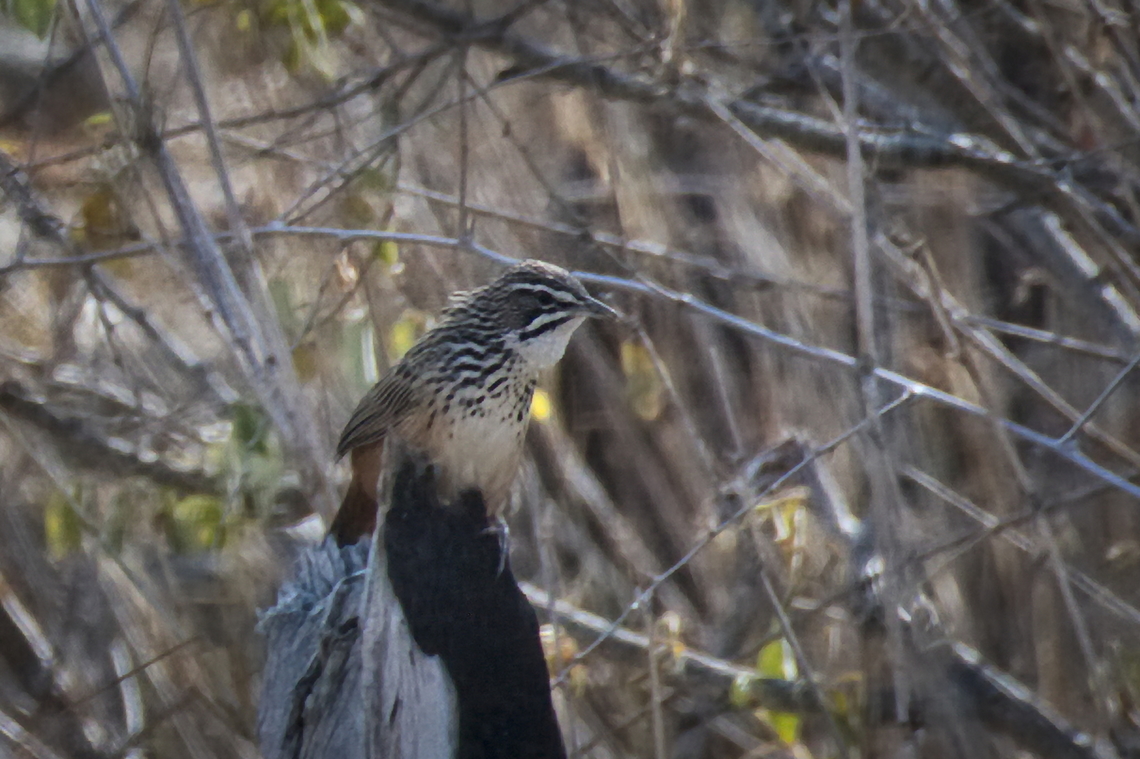 Rockrunner missed in Namibia, seen in Angola :) Achaetops pycnopygius,Angola,Geotagged,Rockrunner,Winter