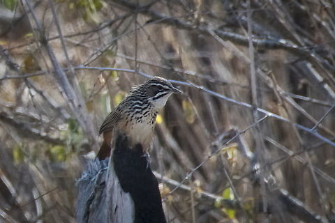 Rockrunner missed in Namibia, seen in Angola :) Achaetops pycnopygius,Angola,Geotagged,Rockrunner,Winter