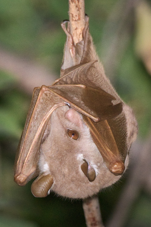 Angolan Epauletted Fruit Bat at sleeping place in our Lodge at Lubango, photography with flash Angola,Angolan epauletted fruit bat,Epomophorus angolensis,Geotagged,Lubango,Winter