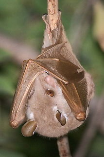 Angolan epauletted fruit bat