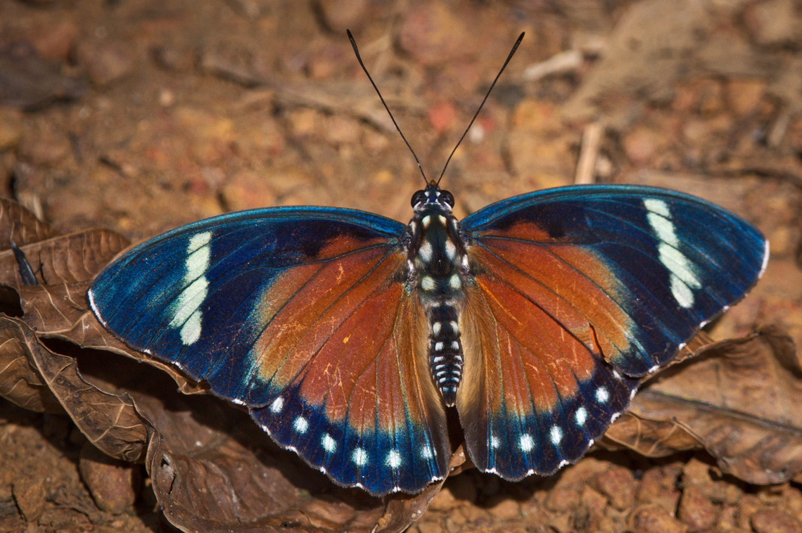 Euphaedra eleus in Angola<br />
 Angola,Eleus Orange Forester,Euphaedra eleus,Fall,Geotagged,Spring