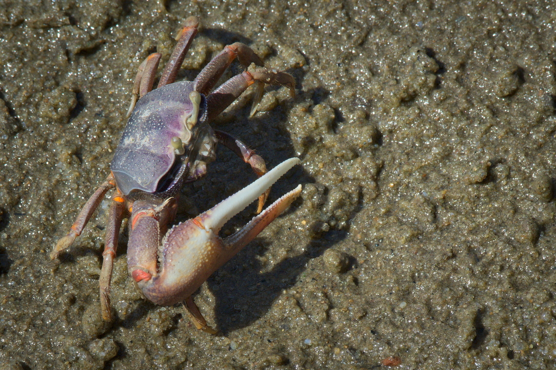 Afruca tangeri Type of Fiddler Crab Afruca tangeri,Angola,Fall,Geotagged