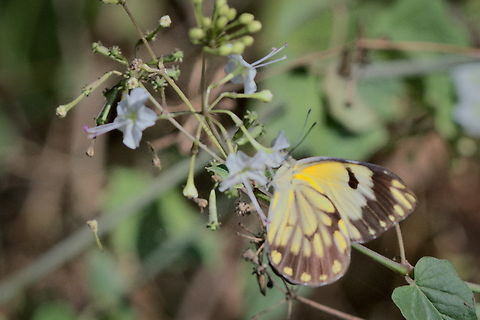 Belenois aurota migrating butterfly into Africa  Angola,Belenois aurota,Fall,Geotagged,Pioneer white