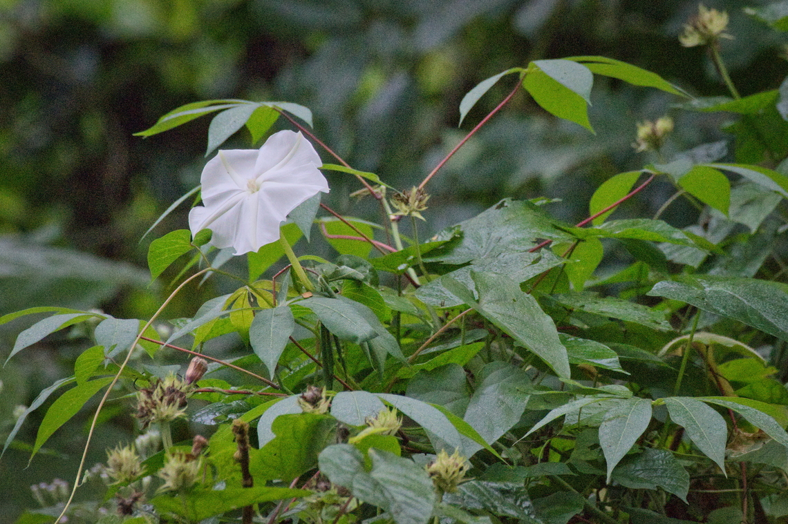Ipomoea alba tropical plant from the Americas, also found in topical Africa Angola,Fall,Geotagged,Ipomoea alba,Moonflower