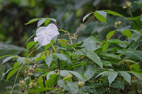 Ipomoea alba tropical plant from the Americas, also found in topical Africa Angola,Fall,Geotagged,Ipomoea alba,Moonflower