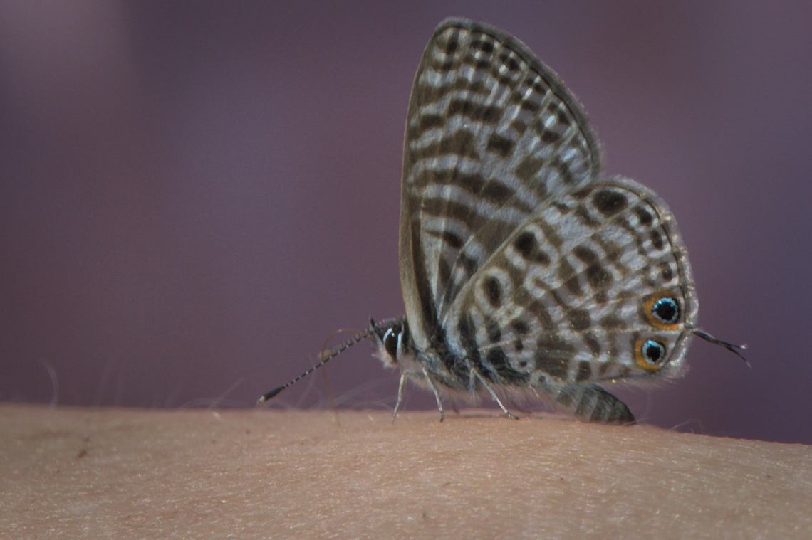 Leptotes pirithous another butterfly in Angola Angola,Fall,Geotagged,Lang's Short-tailed Blue,Leptotes pirithous