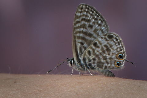 Leptotes pirithous another butterfly in Angola Angola,Fall,Geotagged,Lang's Short-tailed Blue,Leptotes pirithous