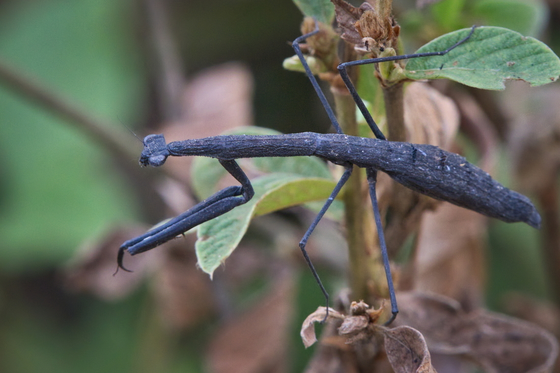 MIB Mantis in Black in Angola, non identified animal Angola,Fall,Geotagged