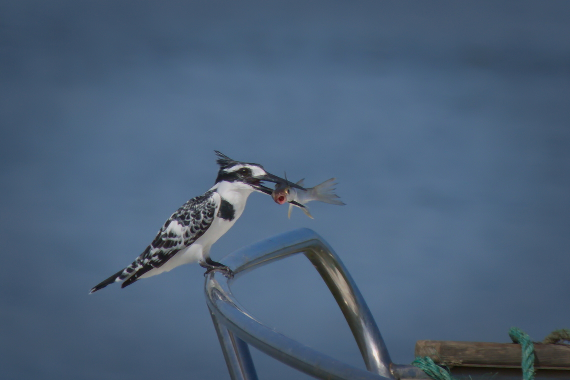 Pied Kingfisher bringing food for the boatman Angola,Ceryle rudis,Fall,Geotagged,Pied Kingfisher