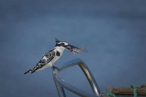 Pied Kingfisher bringing food for the boatman Angola,Ceryle rudis,Fall,Geotagged,Pied Kingfisher