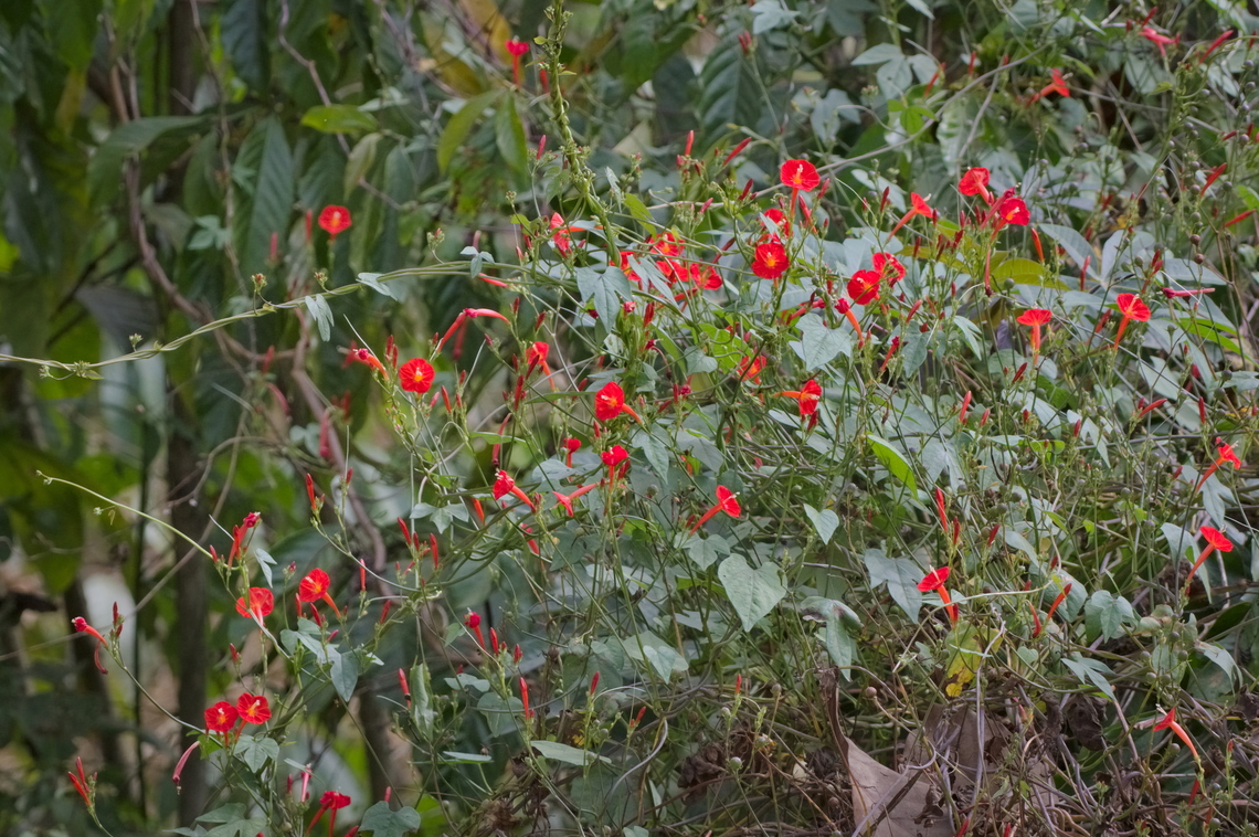 Ipomoea hederifolia another of these plants with american origin spread over the tropics Angola,Geotagged,Ipomoea hederifolia,Scarlet creeper,Winter