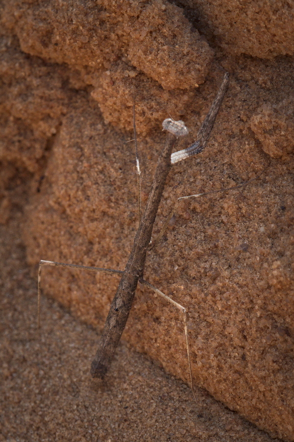 Phasmatodea Stick insect in Angola, quite similar looking to Praying Mantis, normally barely visible due to camouflage, but crossing our way thus detected by movement :) Angola,Fall,Geotagged