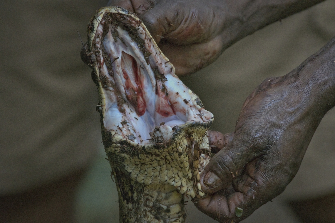 African Rock Python killed by a hunter for sale at the next greater market. Proudly presenting his prey African rock python,Angola,Fall,Geotagged,Python sebae
