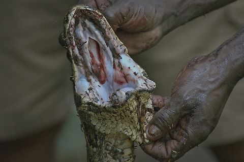 African Rock Python killed by a hunter for sale at the next greater market. Proudly presenting his prey African rock python,Angola,Fall,Geotagged,Python sebae