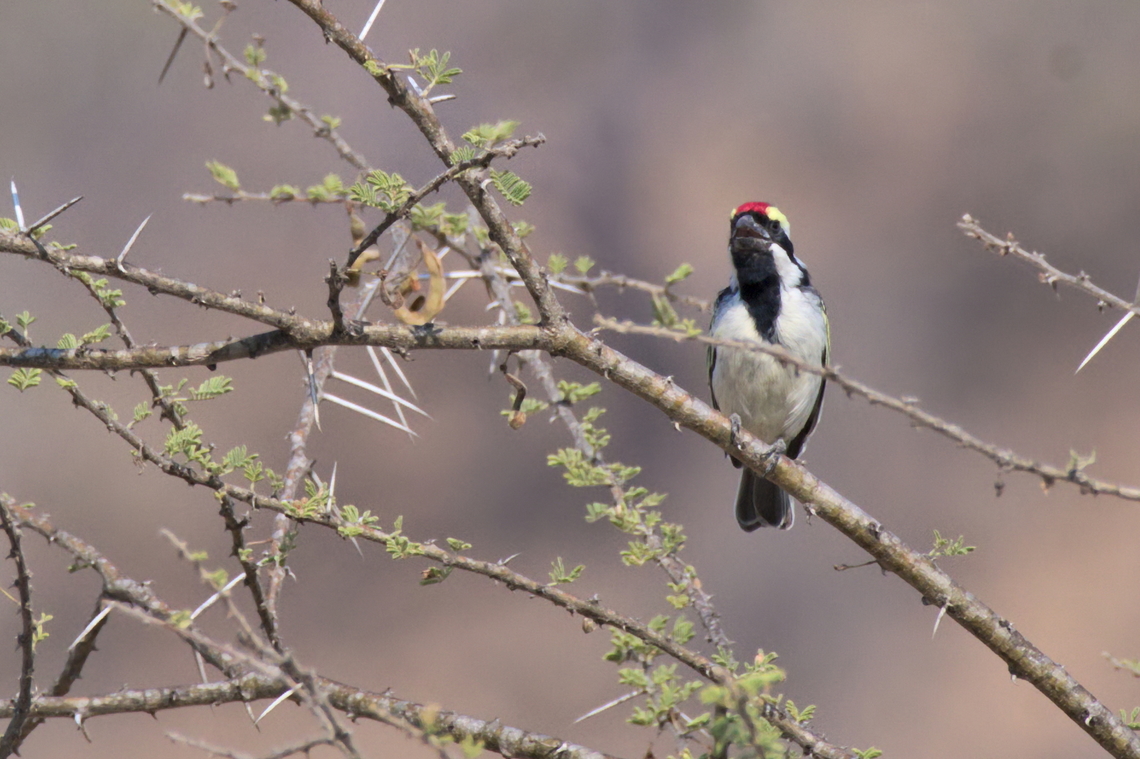Acacia Pied Barbet in Angola Acacia pied barbet,Angola,Geotagged,Tricholaema leucomelas,Winter