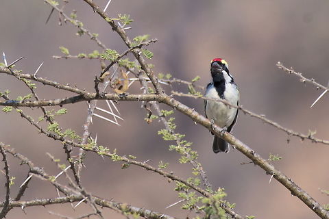 Acacia Pied Barbet in Angola Acacia pied barbet,Angola,Geotagged,Tricholaema leucomelas,Winter