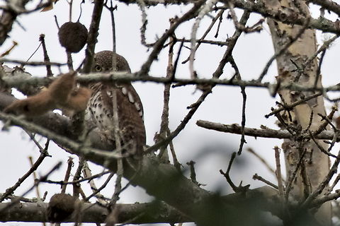 African Barred Owlet hiding away, but is surrounded by clamouring birds African barred owlet,Angola,Fall,Geotagged,Glaucidium capense