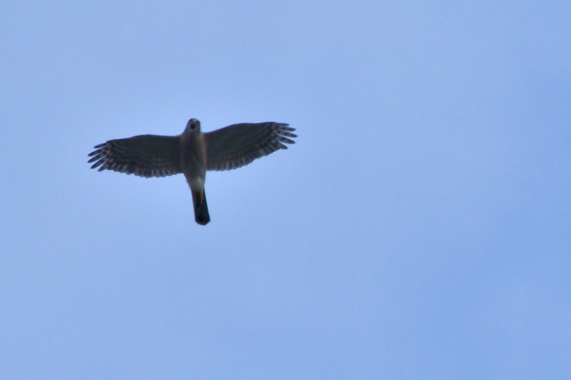 African Goshawk flying and calling  Accipiter tachiro,African goshawk,Angola,Geotagged,Winter