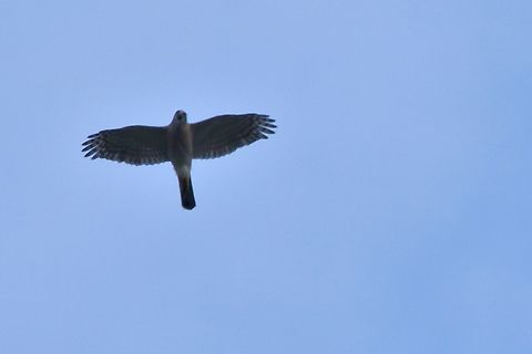 African Goshawk flying and calling  Accipiter tachiro,African goshawk,Angola,Geotagged,Winter