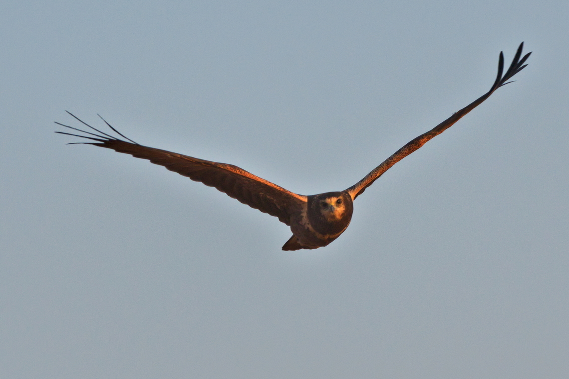 African Marsh Harrier flying toward the observer African Marsh Harrier flying toward the observer African Marsh Harrier,Angola,Circus ranivorus,Geotagged,Winter