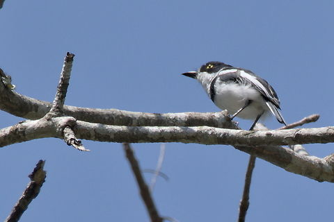 Angolan batis