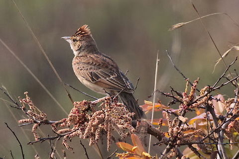 Angolan lark