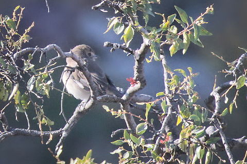 Angolan slaty flycatcher