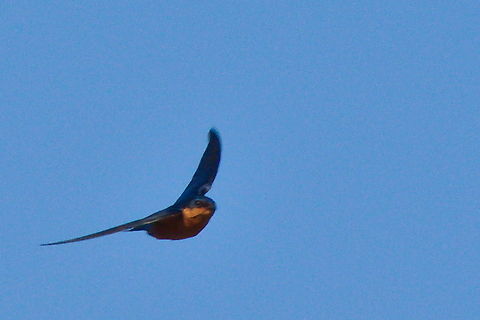 Black-and-rufous swallow