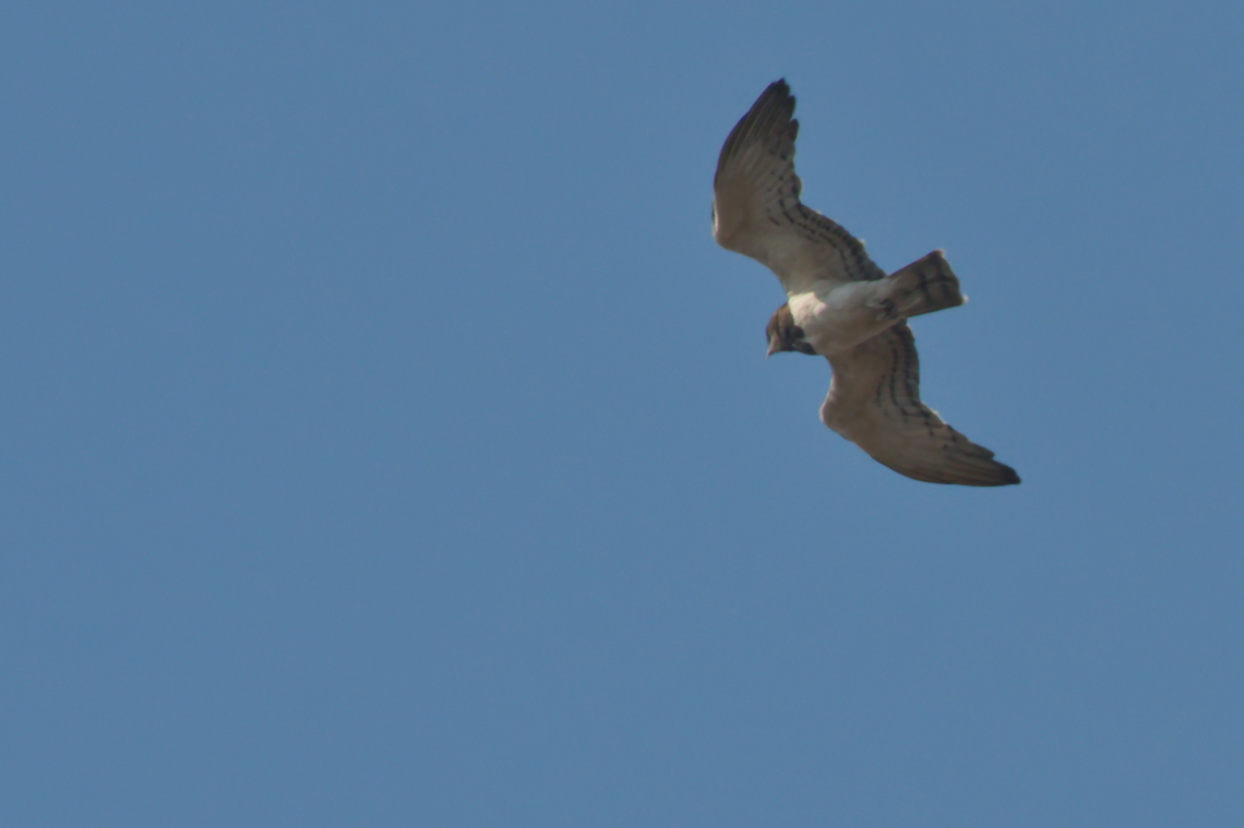 Black-chested Snake-Eagle flying over Angola,Black-chested snake eagle,Circaetus pectoralis,Geotagged,Winter