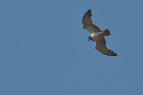 Black-chested Snake-Eagle flying over Angola,Black-chested snake eagle,Circaetus pectoralis,Geotagged,Winter