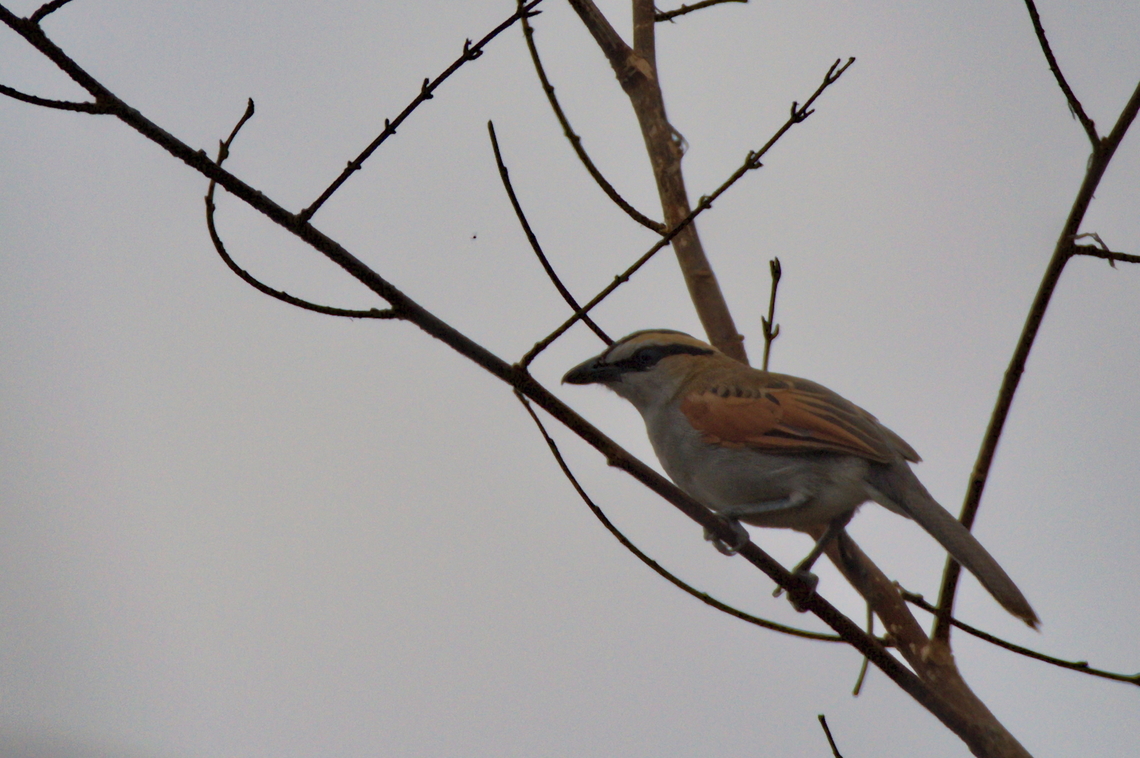 Black-crowned Tchagra  Angola,Black-crowned tchagra,Fall,Geotagged,Tchagra senegalus