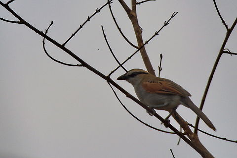 Black-crowned Tchagra  Angola,Black-crowned tchagra,Fall,Geotagged,Tchagra senegalus