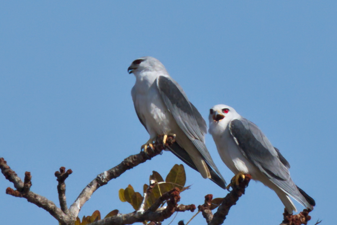 Black-winged Kite Couple together Angola,Black-winged Kite,Elanus caeruleus,Geotagged,Winter