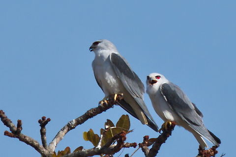 Black-winged Kite Couple together Angola,Black-winged Kite,Elanus caeruleus,Geotagged,Winter