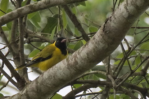 Black-winged Oriole  Angola,Black-winged oriole,Fall,Geotagged,Oriolus nigripennis